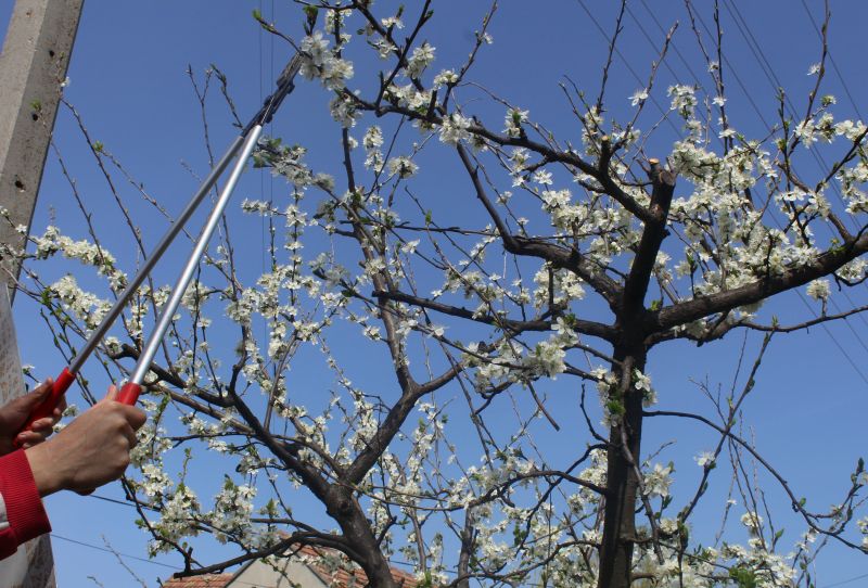 Bradford Pear Tree Pruning