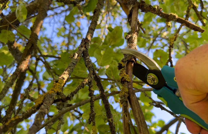 Canopy Pruning