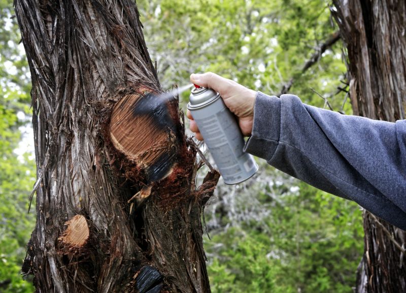 Cedar Tree Pruning