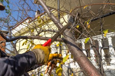 Hickory Tree Trimming