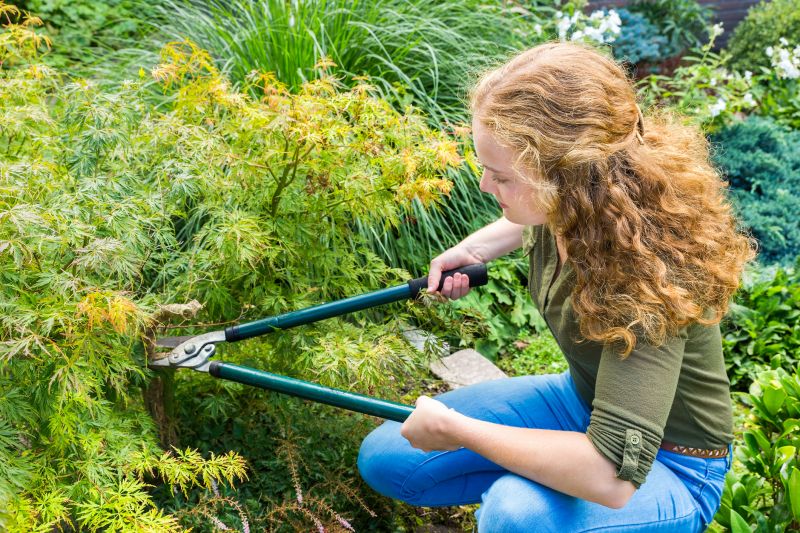 Maple Tree Pruning
