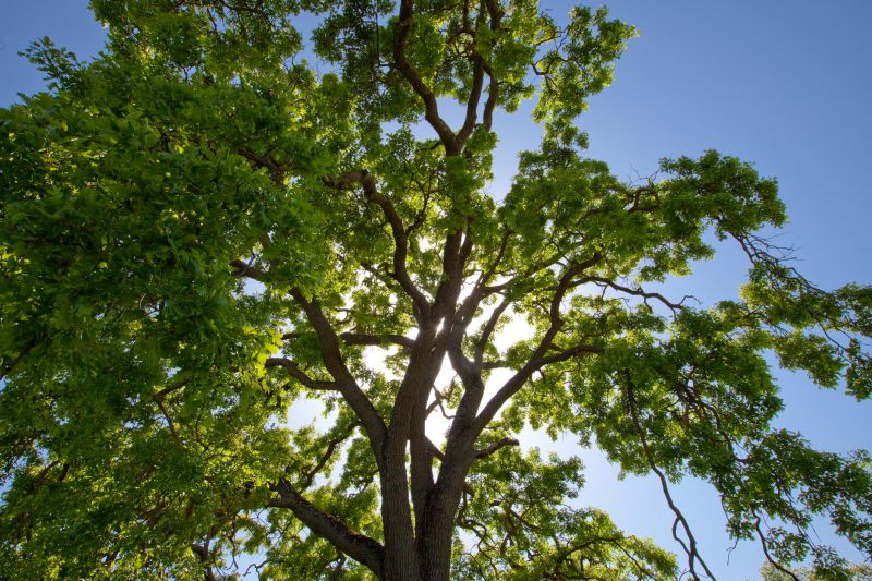 Cost of Tree Crown Shaping in Mooresville, NC