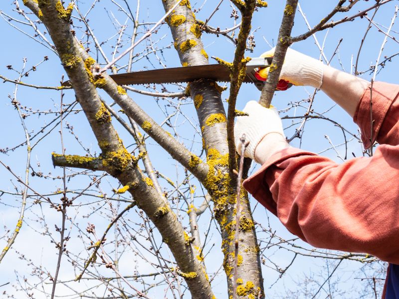 Tree Limbs Removal