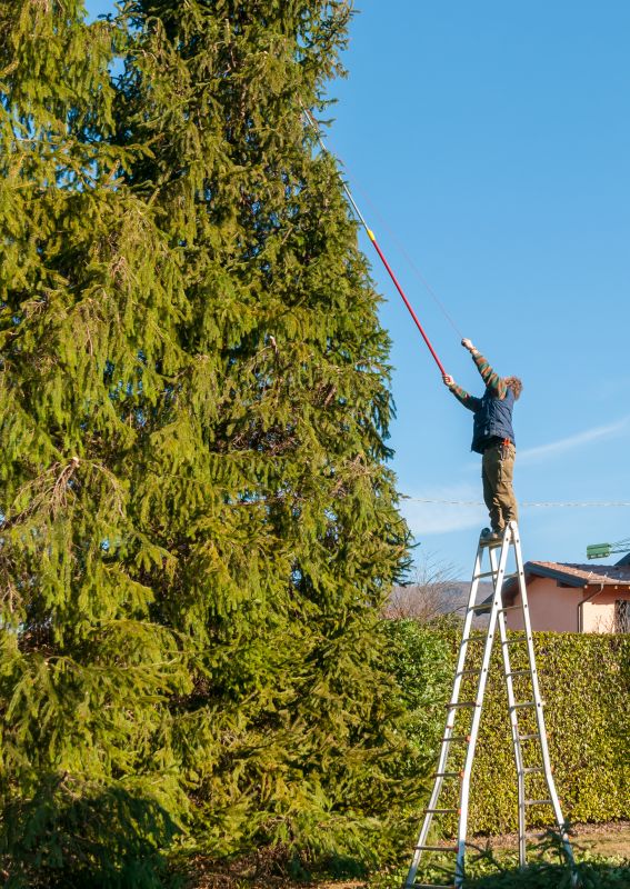 Tree Trimming Services Information