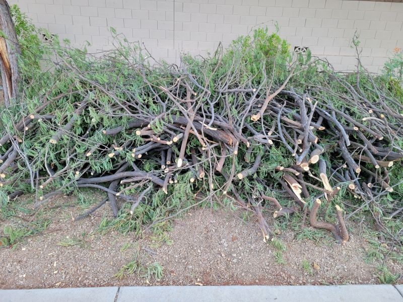 When To Get Tree Trimmings