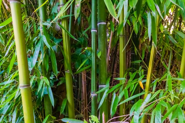 Cost of Bamboo Trimming in Mooresville