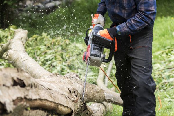 Branch Removal Service in Mooresville