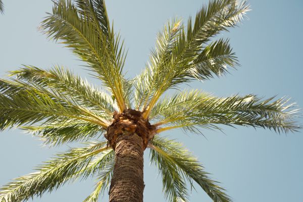 Palm Tree Pruning in Mooresville