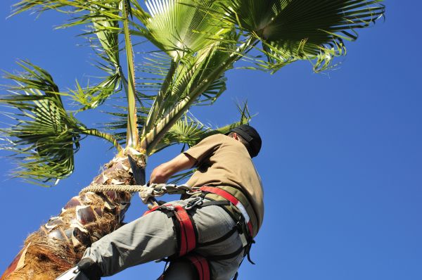 Palm Tree Trimming in Mooresville