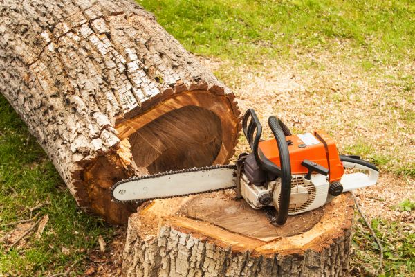 Tree Cutting Service in Mooresville