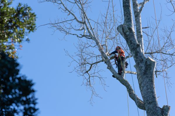 Tree Topping Service in Mooresville