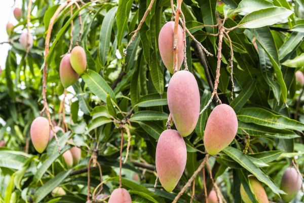 Mango Tree Trimming in Mooresville