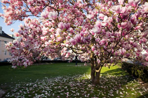 Ornamental Tree Pruning in Mooresville