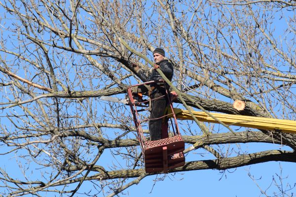 Emergency Tree Trimming in Mooresville