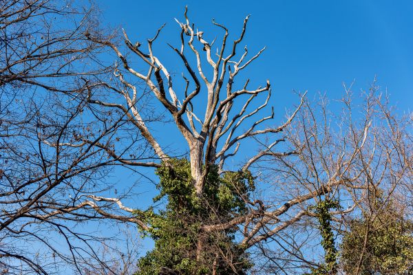 Deadwood Removal in Mooresville