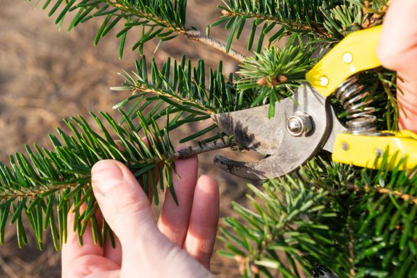 Pine Tree Pruning in Mooresville
