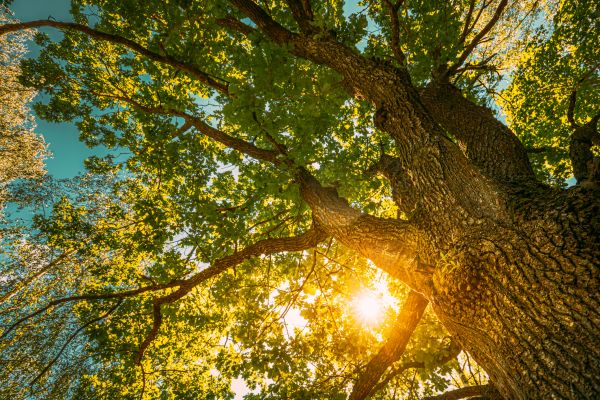 Oak Tree Pruning in Mooresville