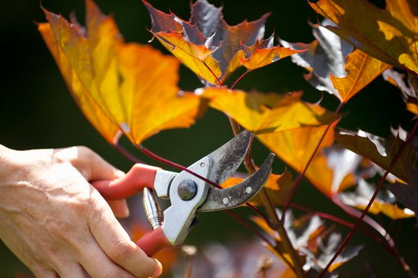 Maple Tree Pruning in Mooresville