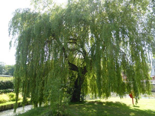 Cost of Willow Tree Trimming in Mooresville