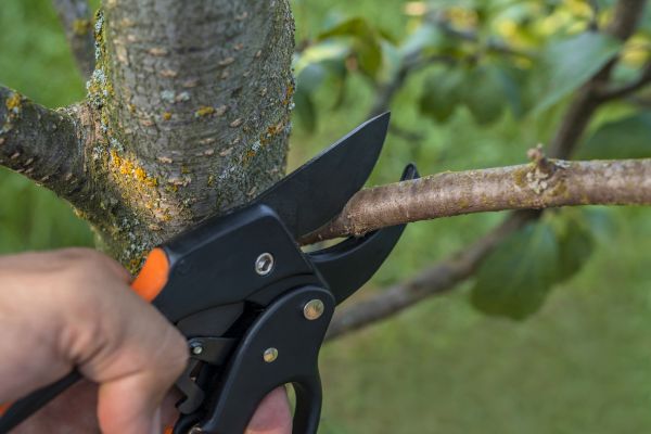 Tree Limb Cutting in Mooresville