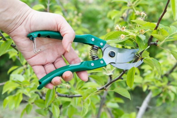 Pear Tree Pruning in Mooresville