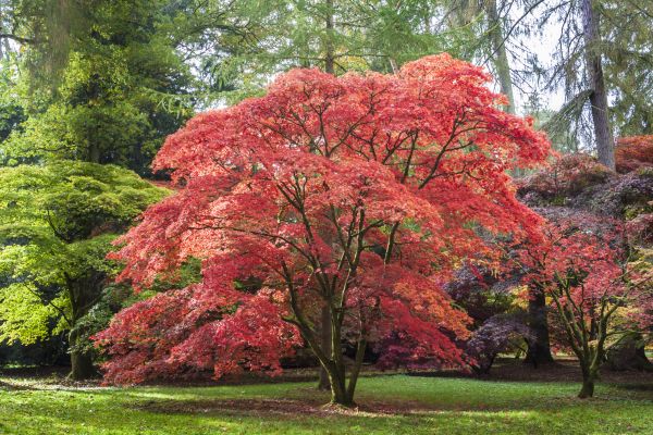 Japanese Maple Pruning in Mooresville