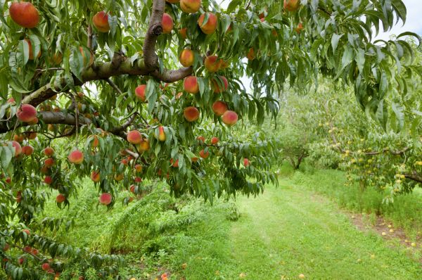 Peach Tree Pruning in Mooresville