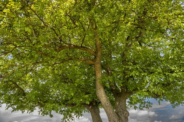 Walnut Tree Trimming in Mooresville
