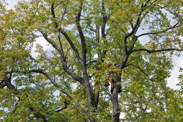 Tree Crown Shaping in Mooresville
