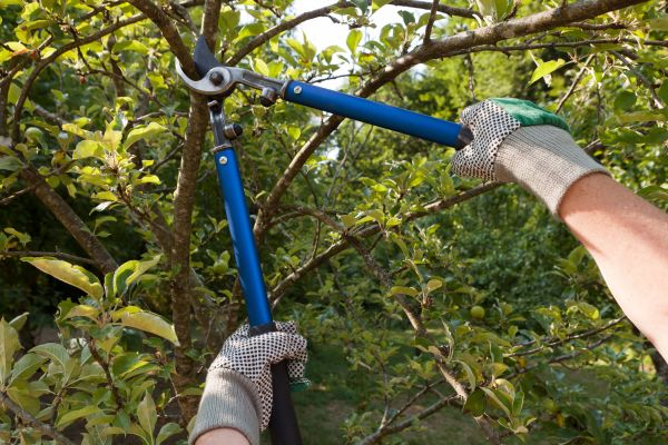 Residential Tree Pruning in Mooresville