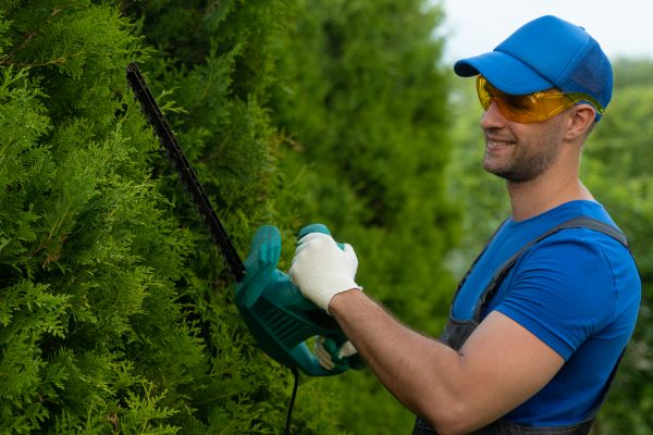 Tree Shaping Service in Mooresville