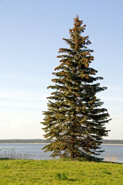 Cost of Spruce Tree Pruning in Mooresville