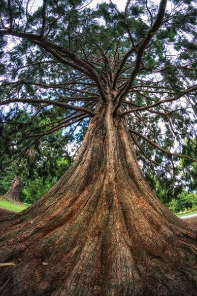 Cost of Cedar Tree Pruning in Mooresville
