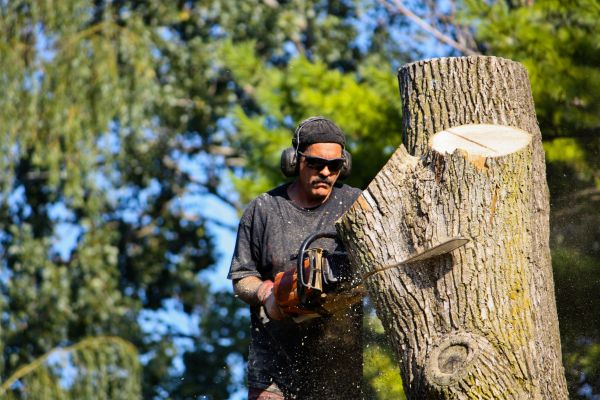 Ash Tree Pruning in Mooresville