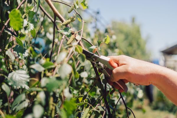 Cost of Birch Tree Pruning in Mooresville