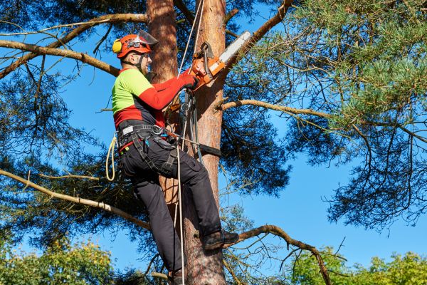 Canopy Pruning in Mooresville