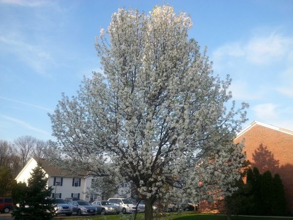 Cost of Bradford Pear Tree Pruning in Mooresville