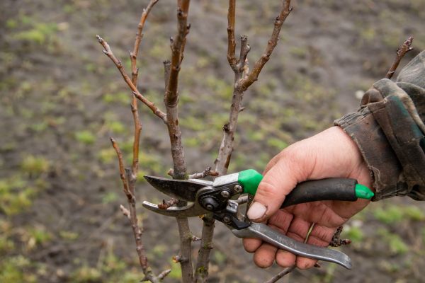 Pear Trees Pruning in Mooresville