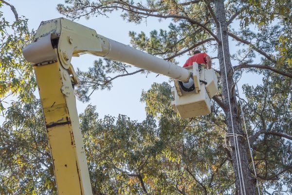 Limbs Trimming in Mooresville