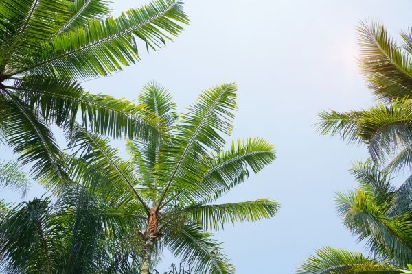 Queen Palm Tree Trimming in Mooresville
