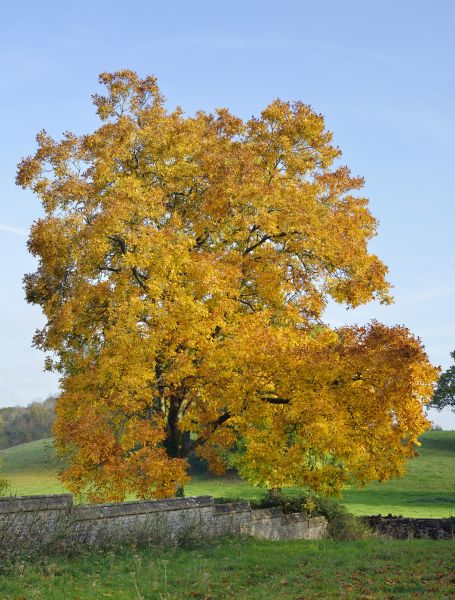 Hickory Tree Trimming in Mooresville