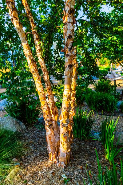 Cost of River Birch Trimming in Mooresville