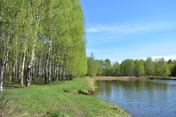 Cost of River Birch Pruning in Mooresville