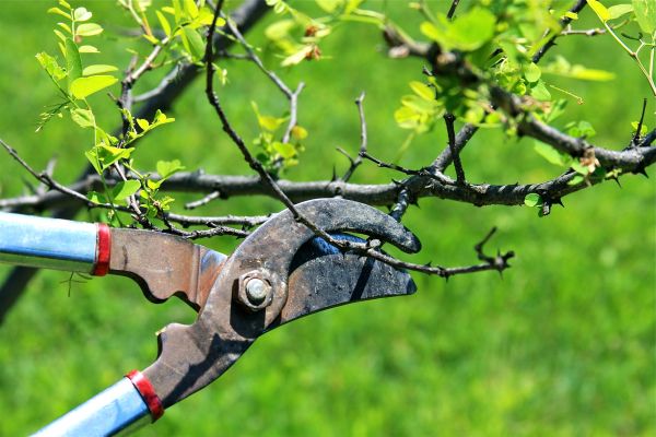 Branches Pruning in Mooresville