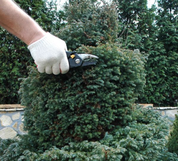 Ornamental Tree Trimming in Mooresville