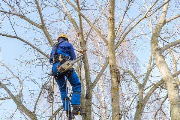 Large Tree Trimming in Mooresville