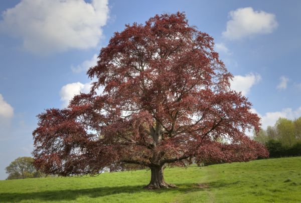 Beech Tree Pruning in Mooresville