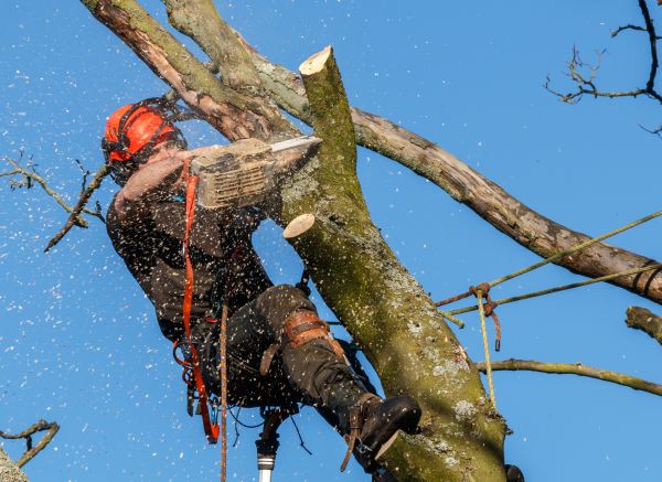 Tree Trimming Service in Mooresville