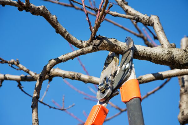 Tree Pruning in Mooresville