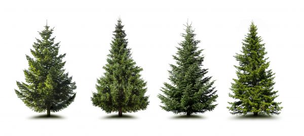 Cost of Pine Tree Trimming in Mooresville
